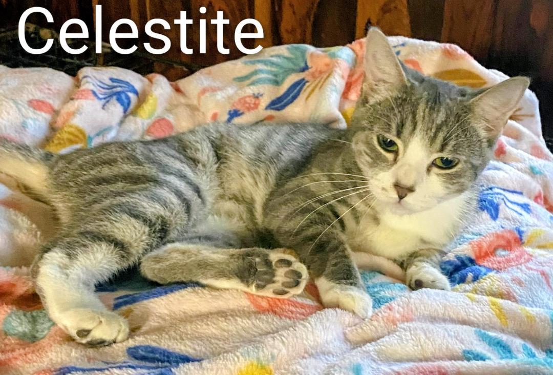 Celestite, a Adoptable Domestic Short Hair in Binghamton, NY image 1/2