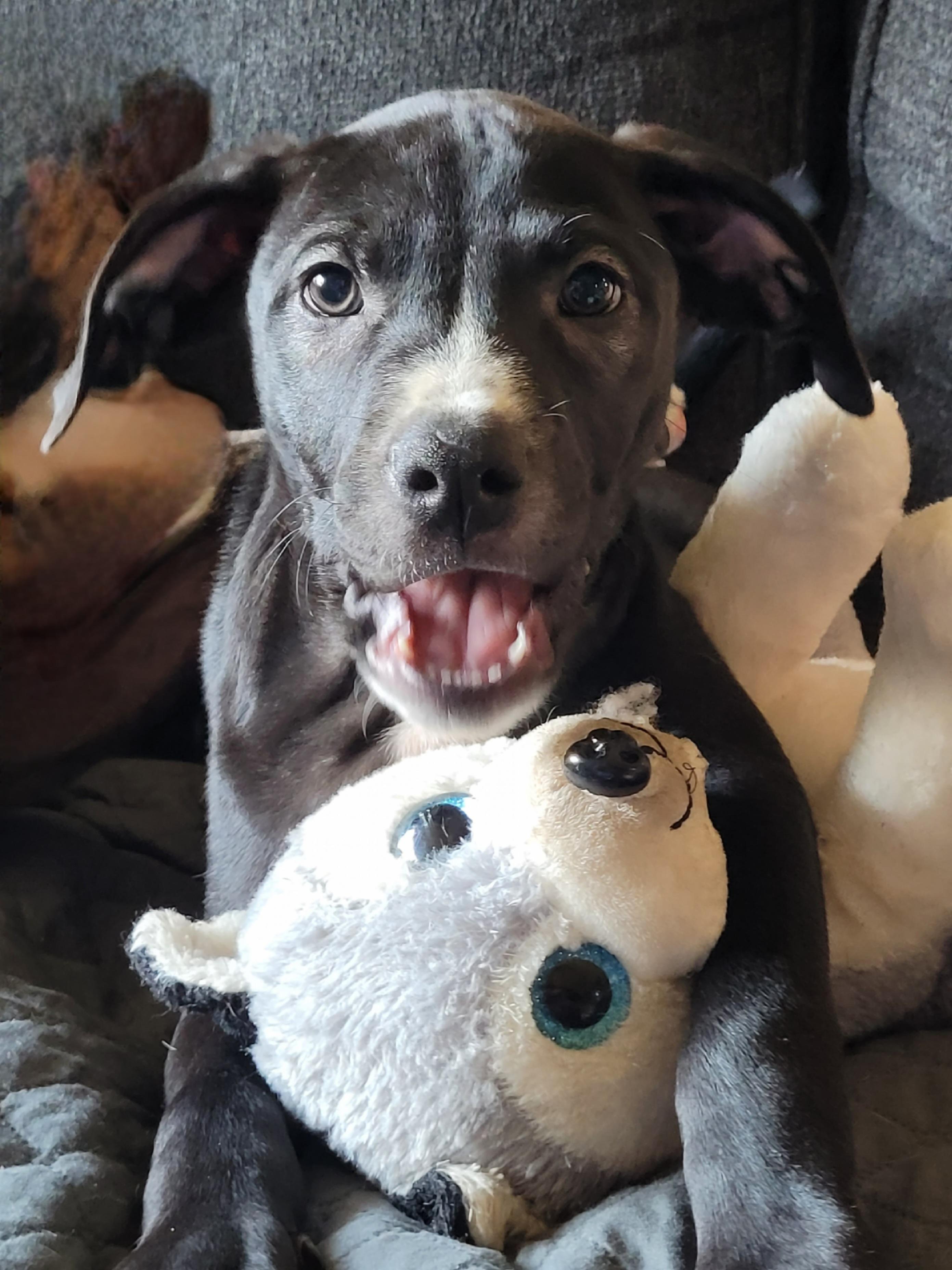 Jarvis, an adopted mixed breed in Byron, IL image 6/6