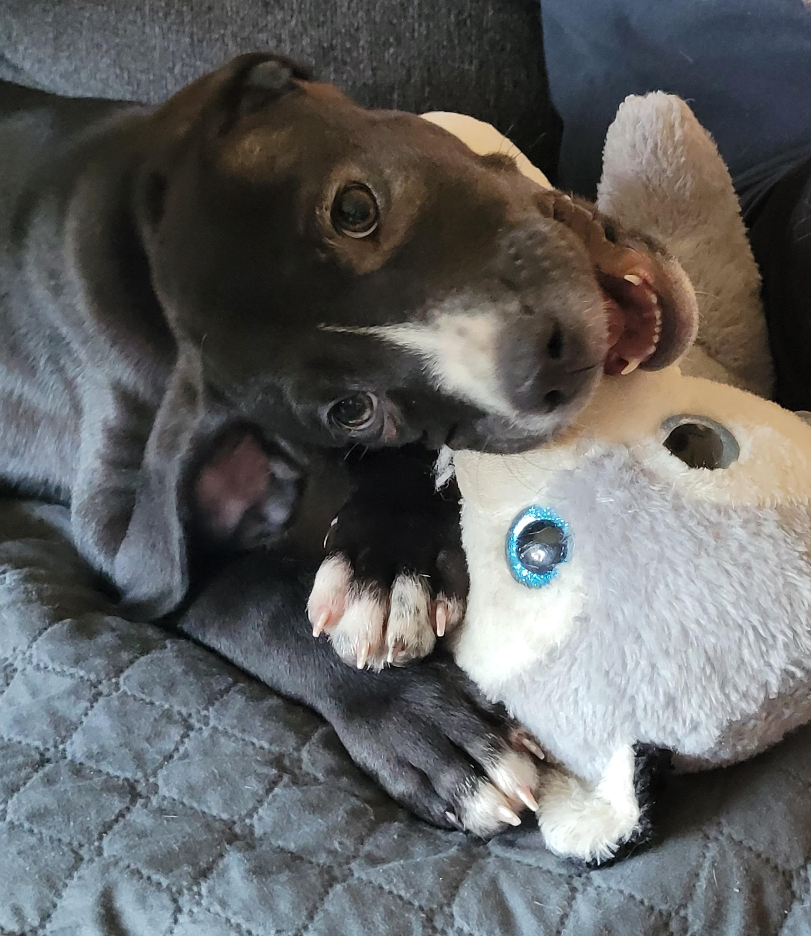 Jarvis, an adopted mixed breed in Byron, IL image 2/6