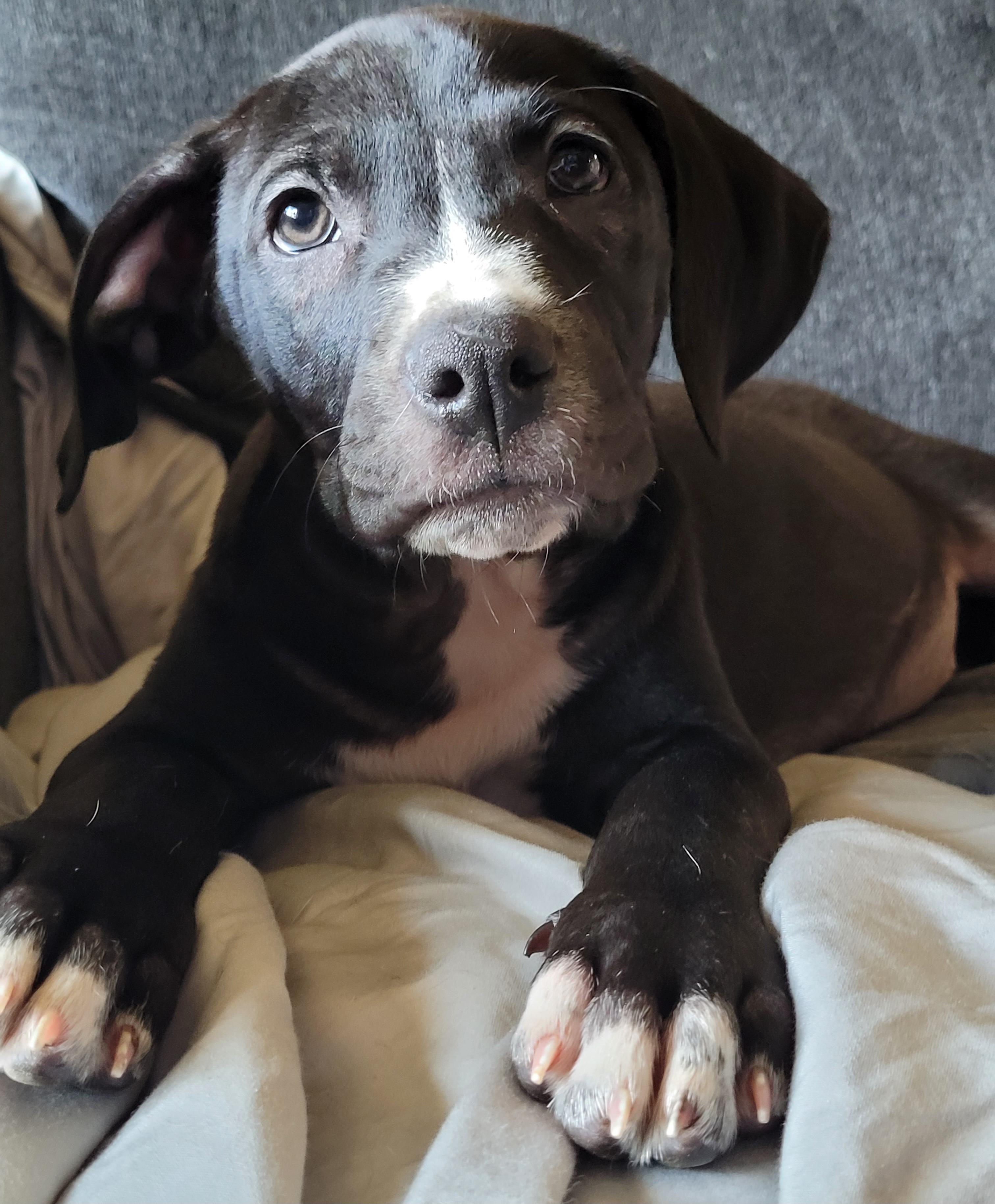 Jarvis, an adopted mixed breed in Byron, IL image 1/6