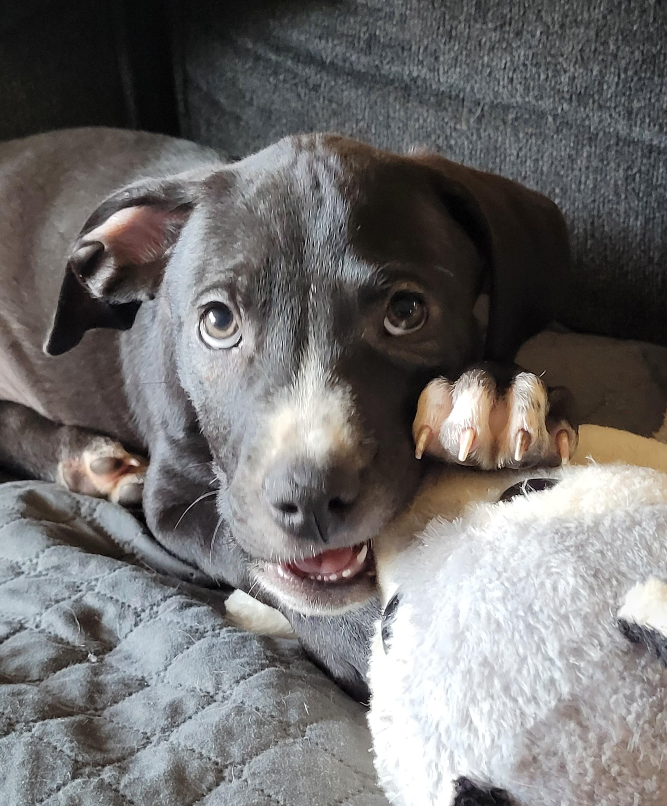 Jarvis, an adopted mixed breed in Byron, IL image 5/6