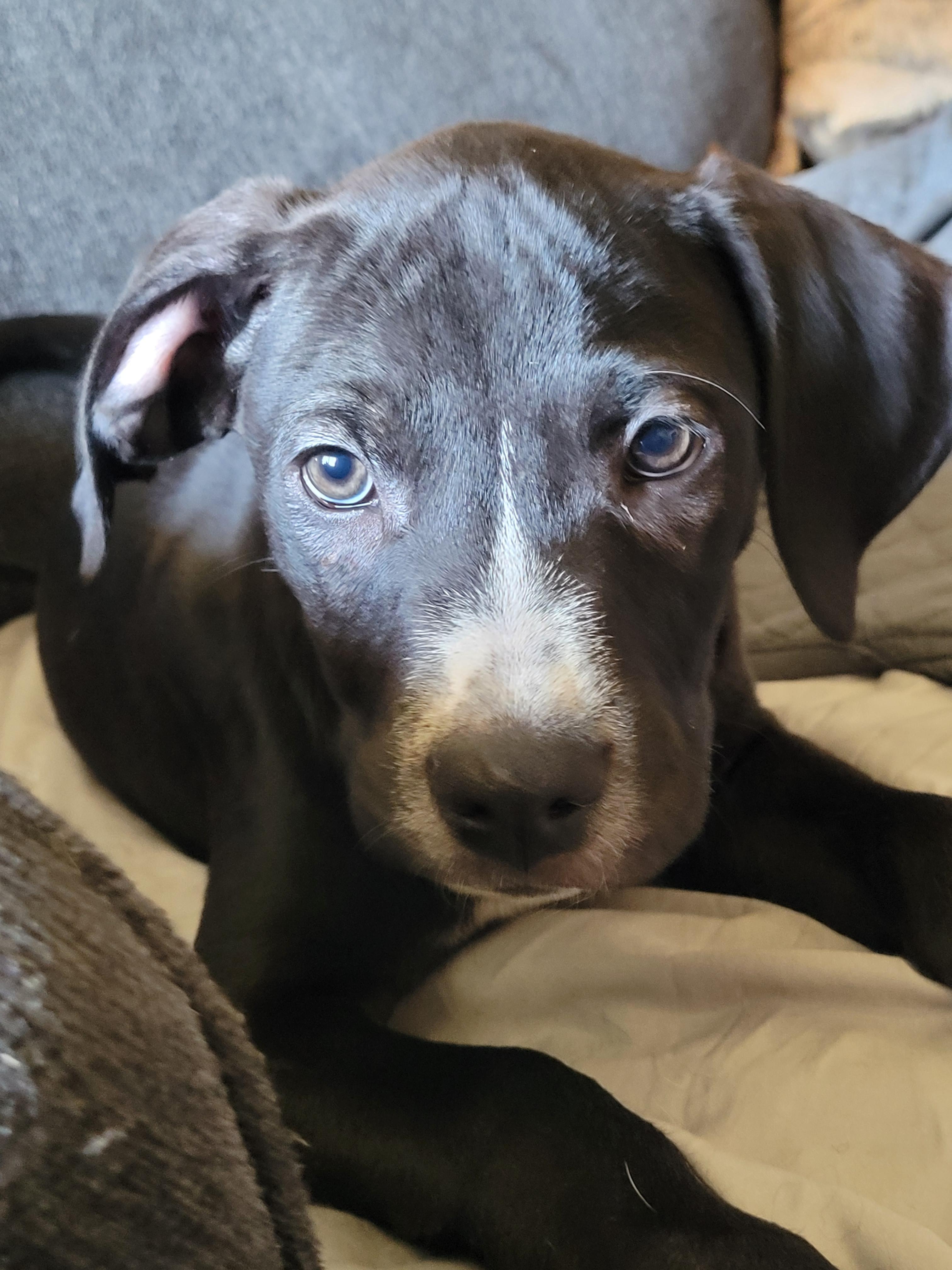 Jarvis, an adopted mixed breed in Byron, IL image 3/6