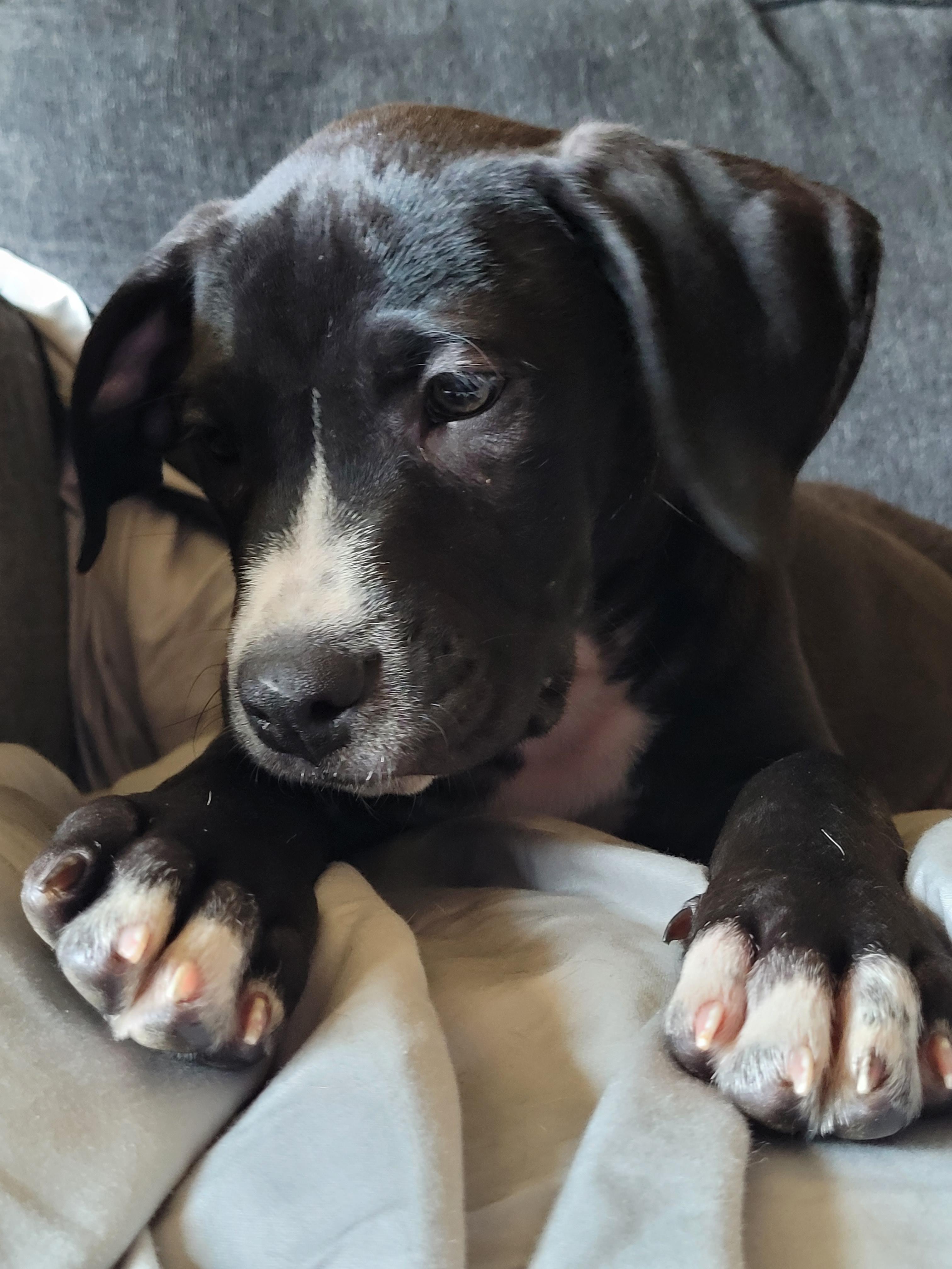 Jarvis, an adopted mixed breed in Byron, IL image 4/6