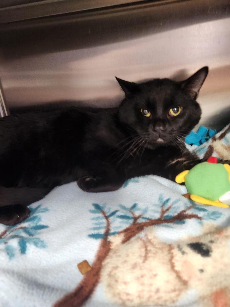 Namaste, Adoptable, Senior Male Domestic Short Hair.
