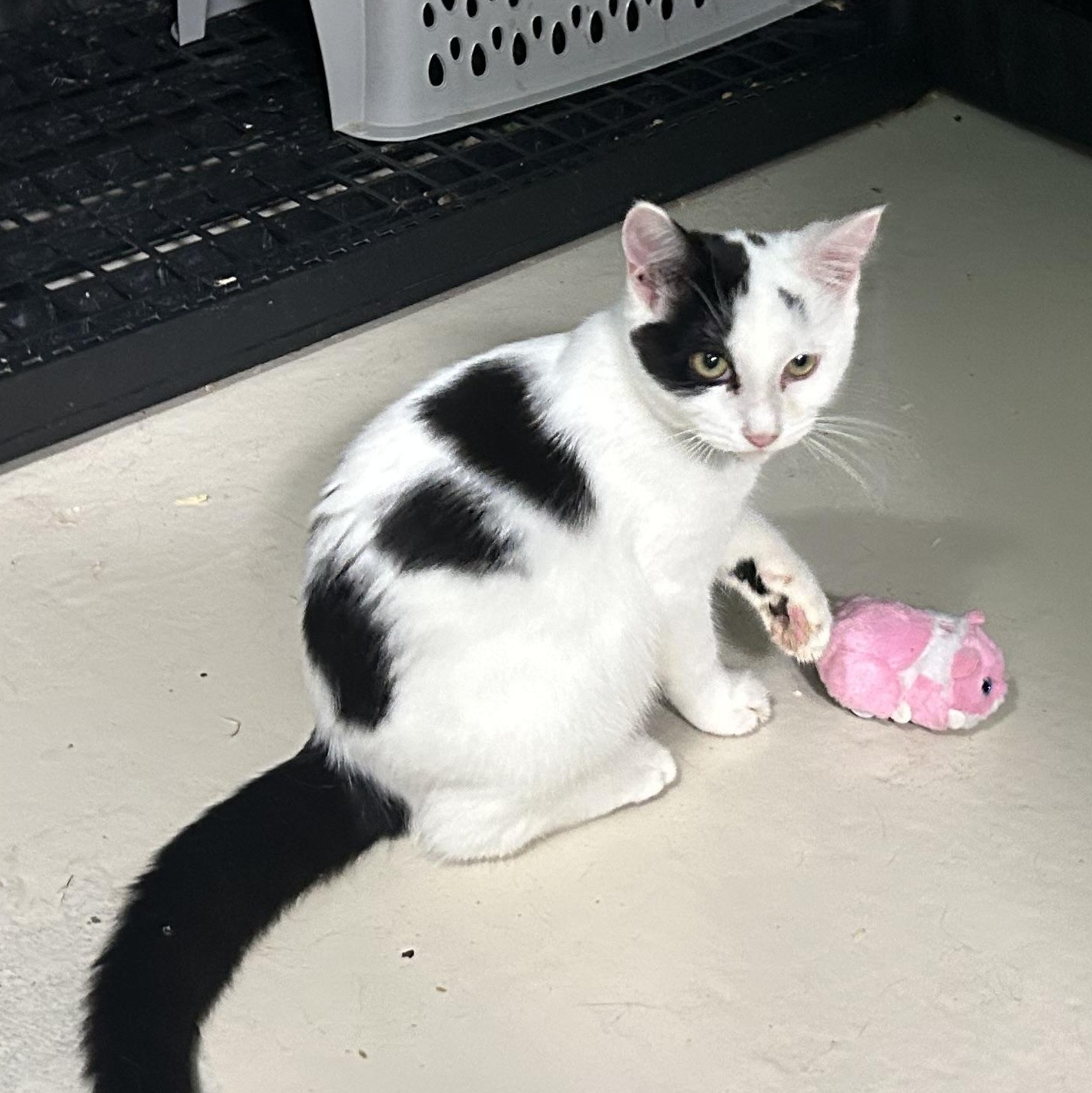 Enlarge Terry Male, a Adoptable Domestic Short Hair in West Nyack, NY image 1/3