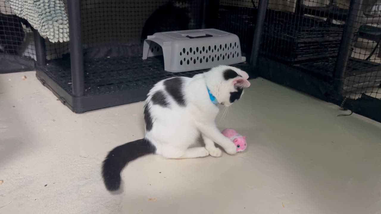 Enlarge Terry Male, a Adoptable Domestic Short Hair in West Nyack, NY video 3/3
