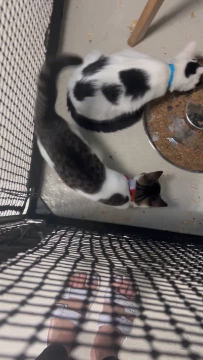 Enlarge Terry Male, a Adoptable Domestic Short Hair in West Nyack, NY video 2/3