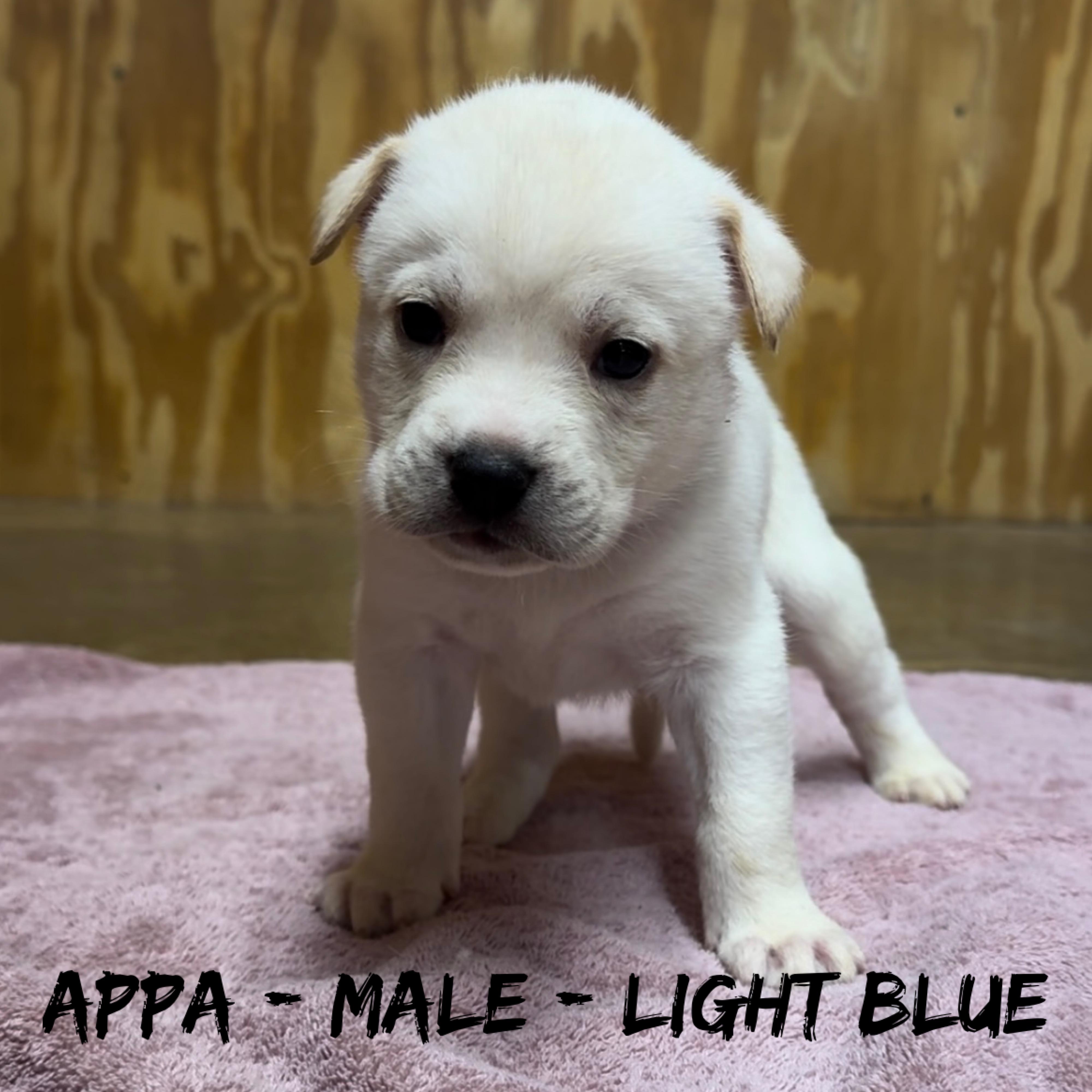 Appa