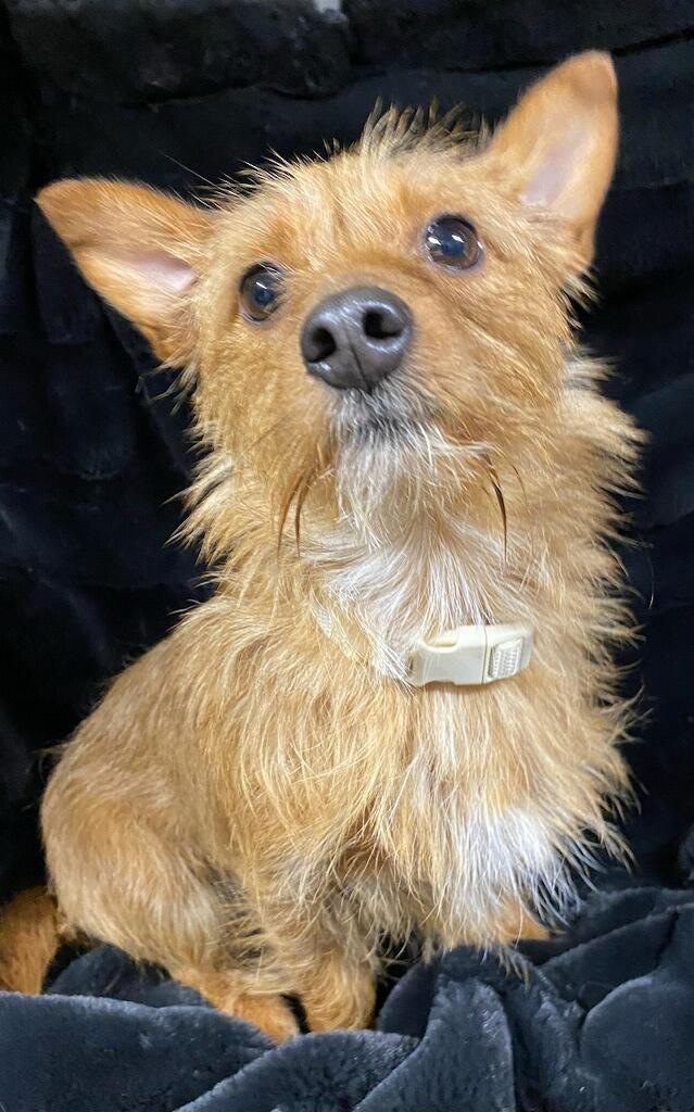 Enlarge Maggie, an adopted mixed breed in Polson, MT image 1/3