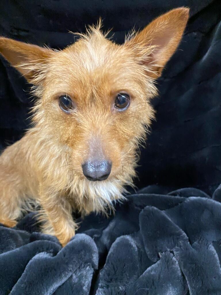 Enlarge Maggie, an adopted mixed breed in Polson, MT image 3/3