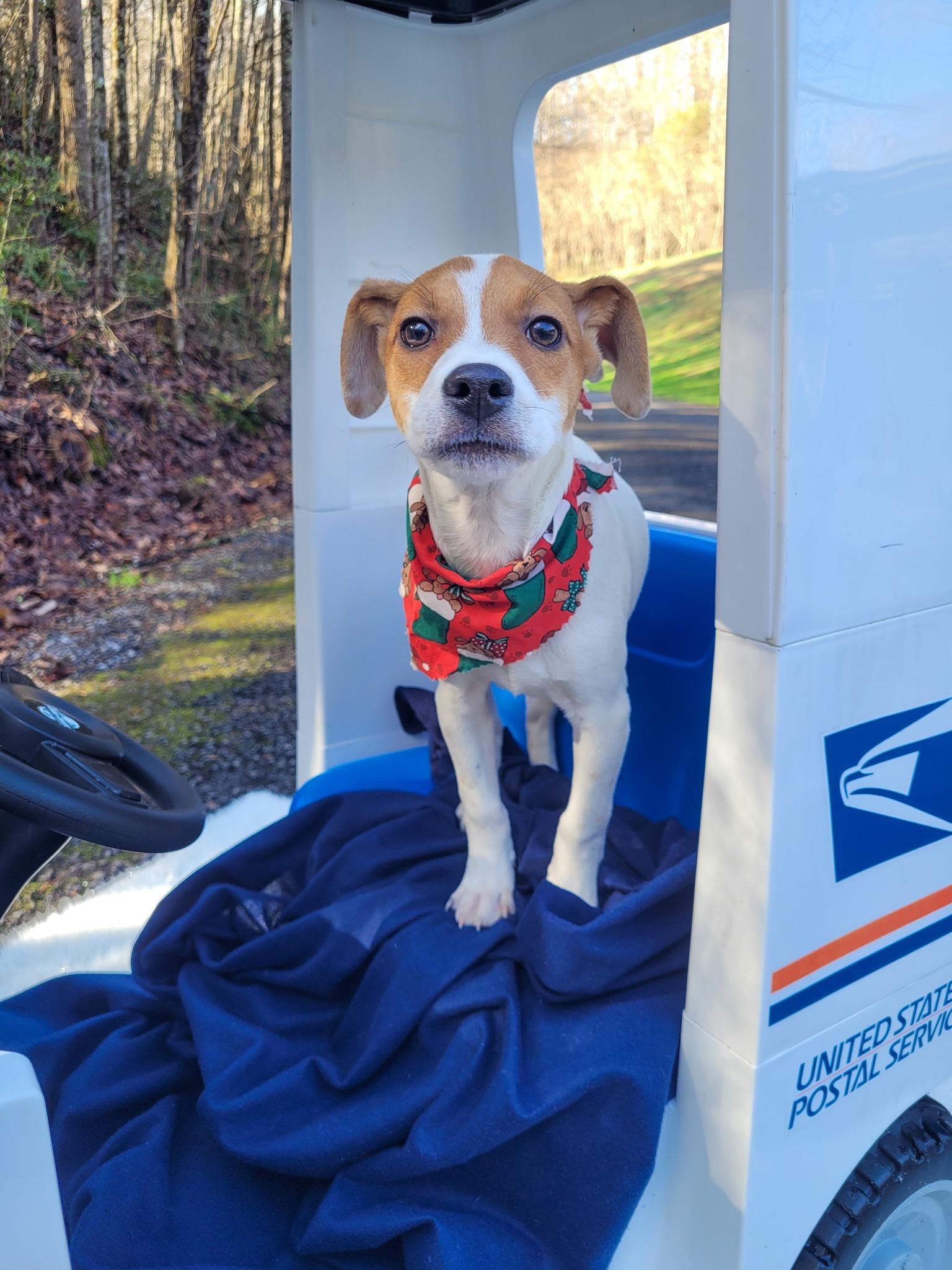 Enlarge MAILMAN, a ADOPTABLE mixed breed in Sevierville, TN image 1/4