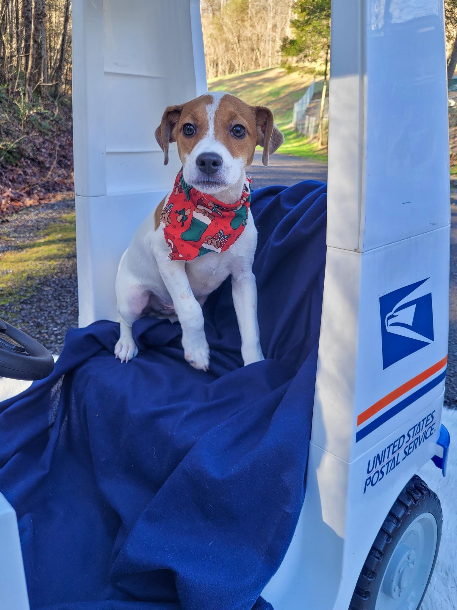 Enlarge MAILMAN, a ADOPTABLE mixed breed in Sevierville, TN image 2/4