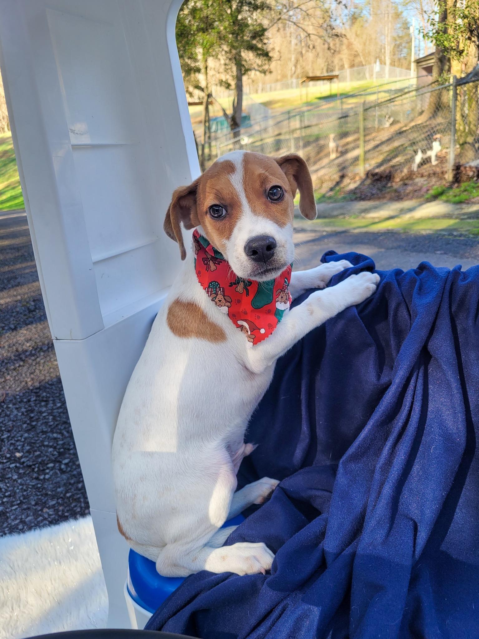 Enlarge MAILMAN, a ADOPTABLE mixed breed in Sevierville, TN image 3/4