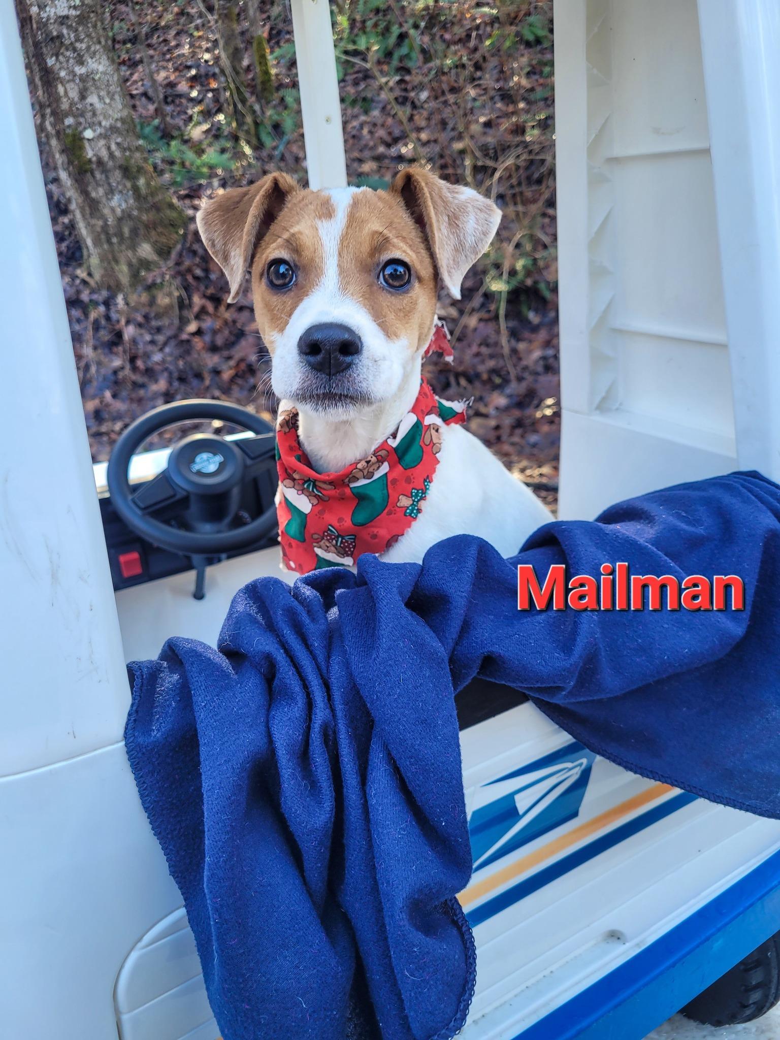 Enlarge MAILMAN, a ADOPTABLE mixed breed in Sevierville, TN image 4/4