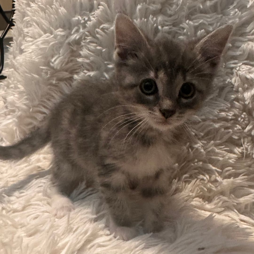 Willow, Adopted, Kitten Female Tabby.