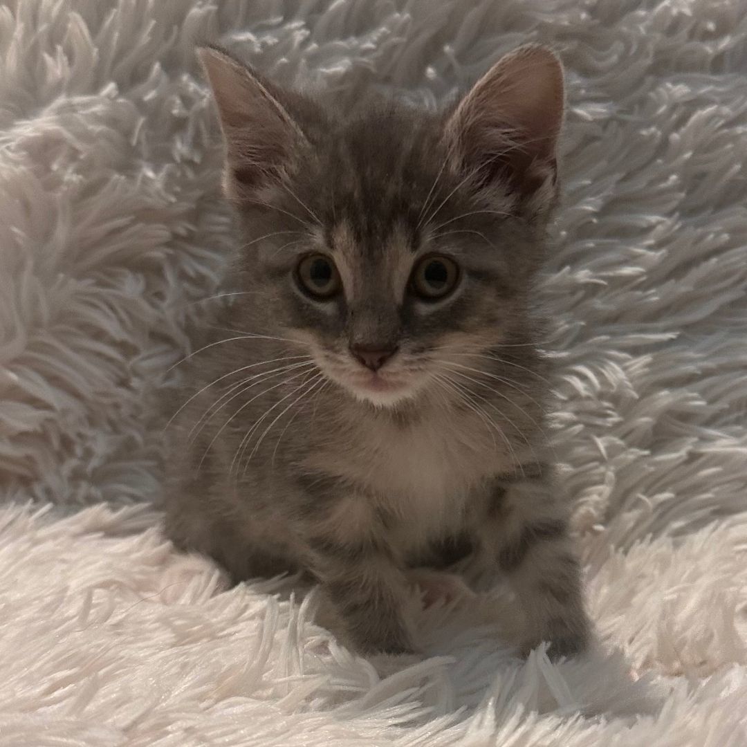 Willow, a Adopted Tabby in Lexington, KY image 2/2