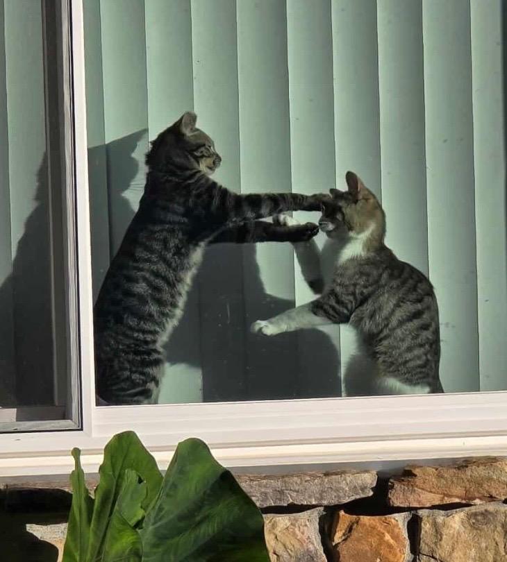 Benny, Adopted, Young Male Domestic Short Hair.