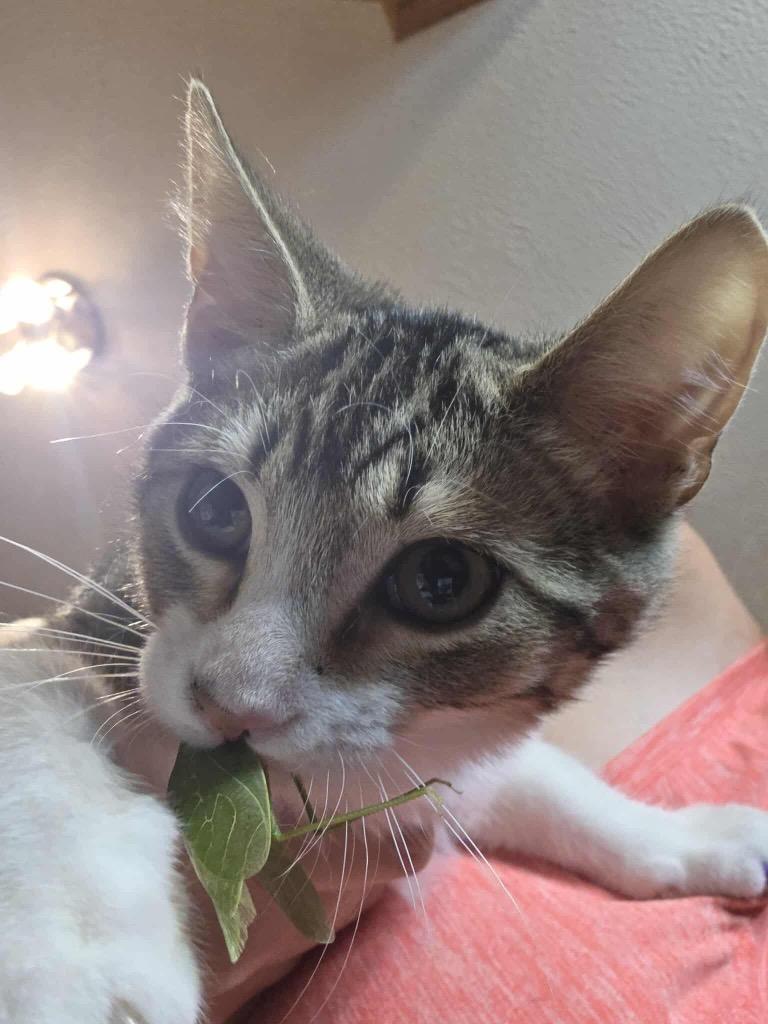 Enlarge Benny, a Adopted mixed breed in Crossville, TN image 2/3