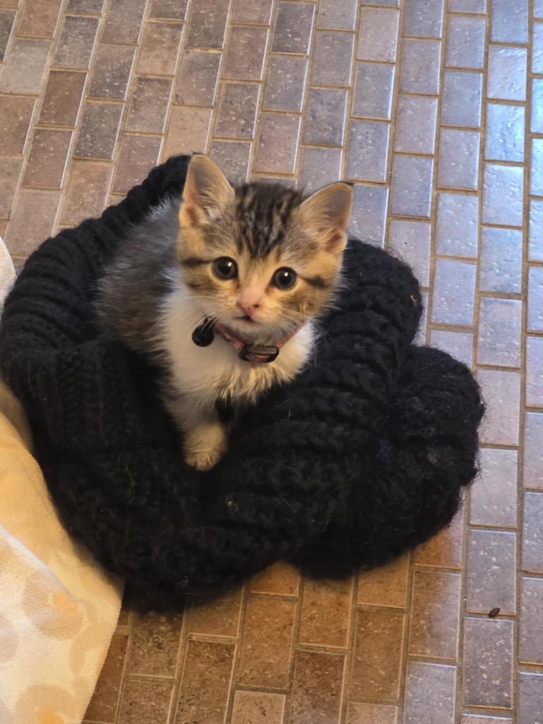 Enlarge Benny, a Adopted mixed breed in Crossville, TN image 3/3