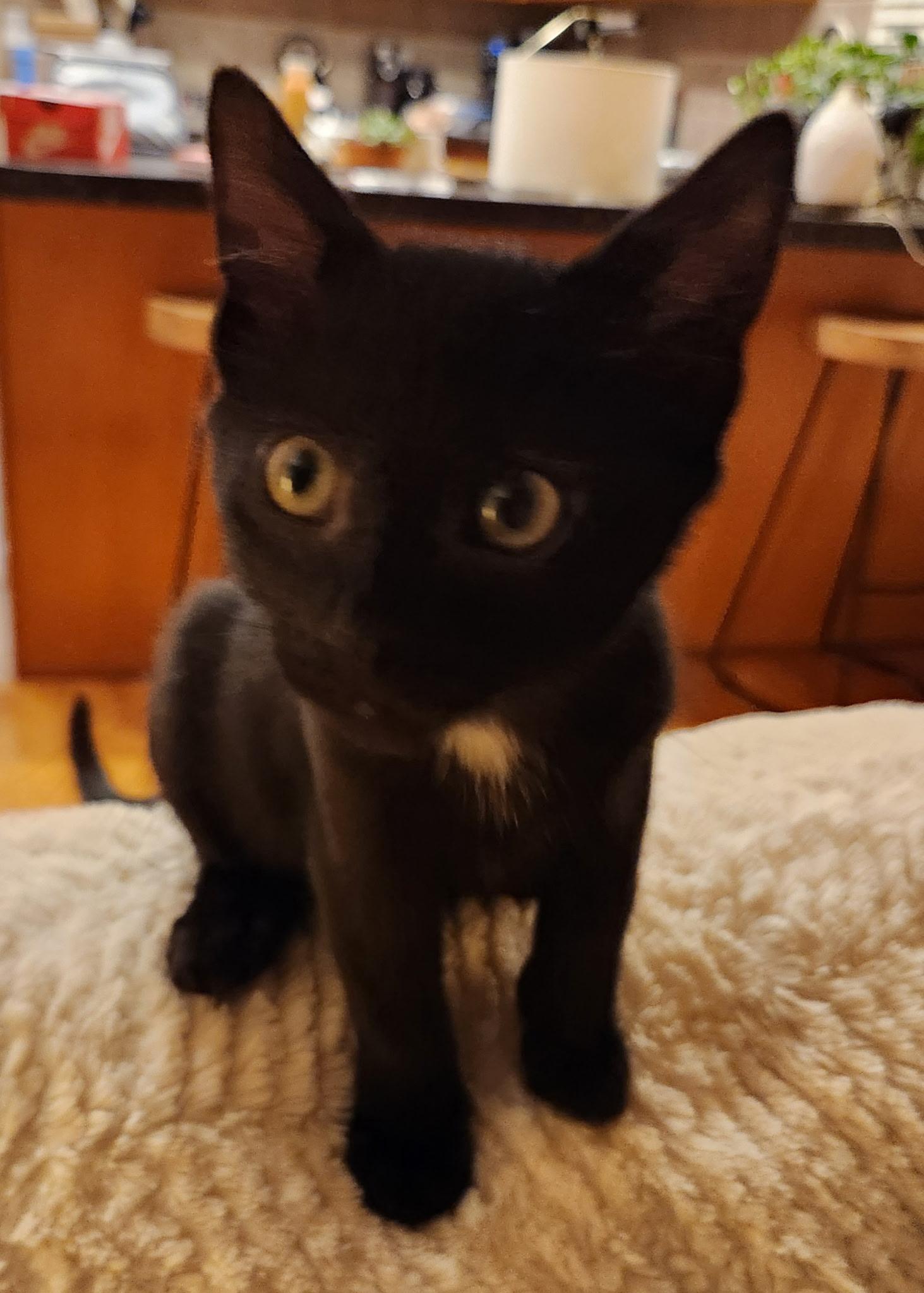 Enlarge Saffron, a Adoptable Domestic Short Hair in Omaha, NE image 2/2