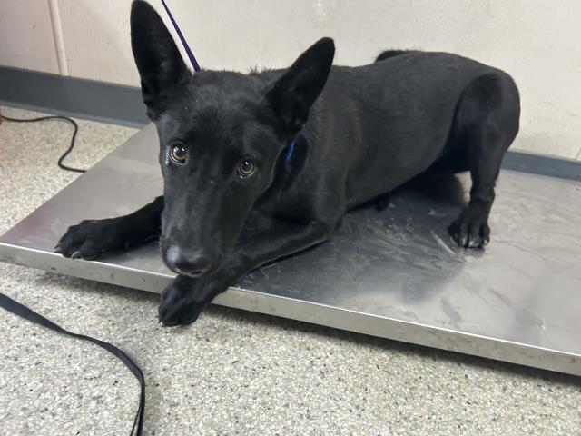 A250629, Adoptable, Young Female German Shepherd Dog & Mixed Breed.