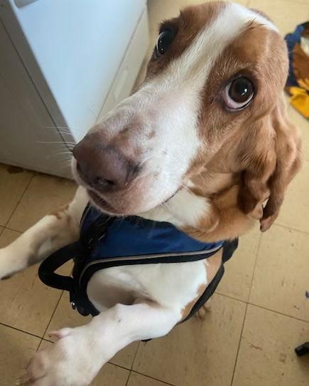 Daisy (Sacramento), Adopted, Young Female Basset Hound.
