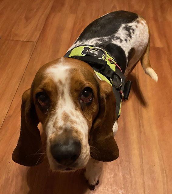 Enlarge Daisy (Sacramento), a Adopted Basset Hound in Petaluma, CA image 2/2