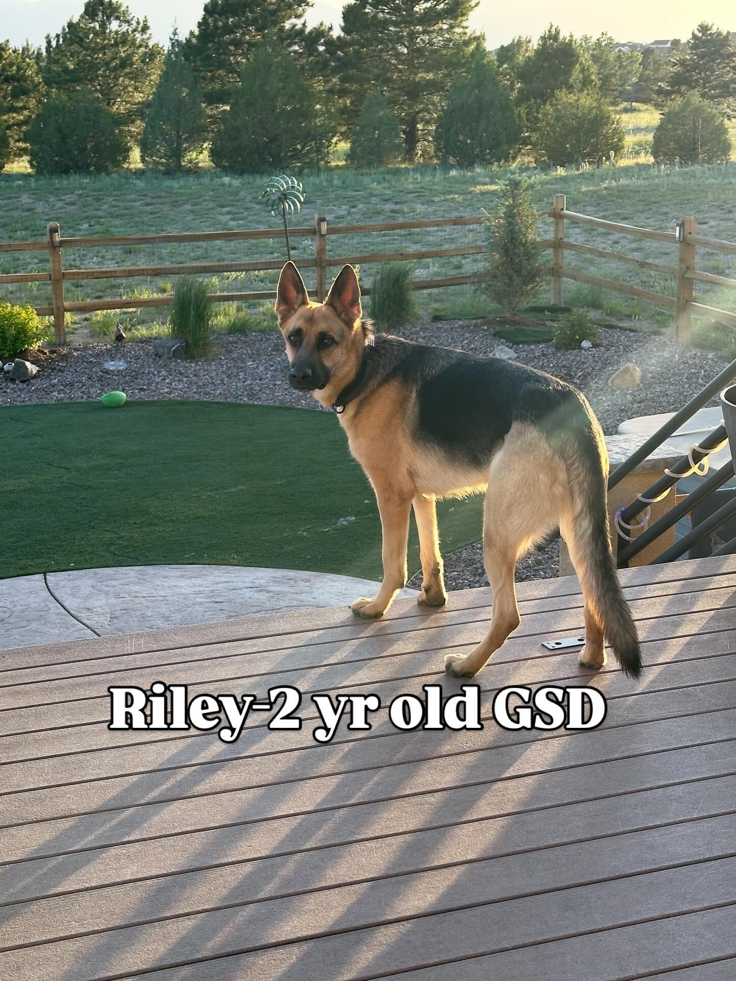 Enlarge Riley, a Adopted German Shepherd Dog in Colorado Springs, CO image 2/5