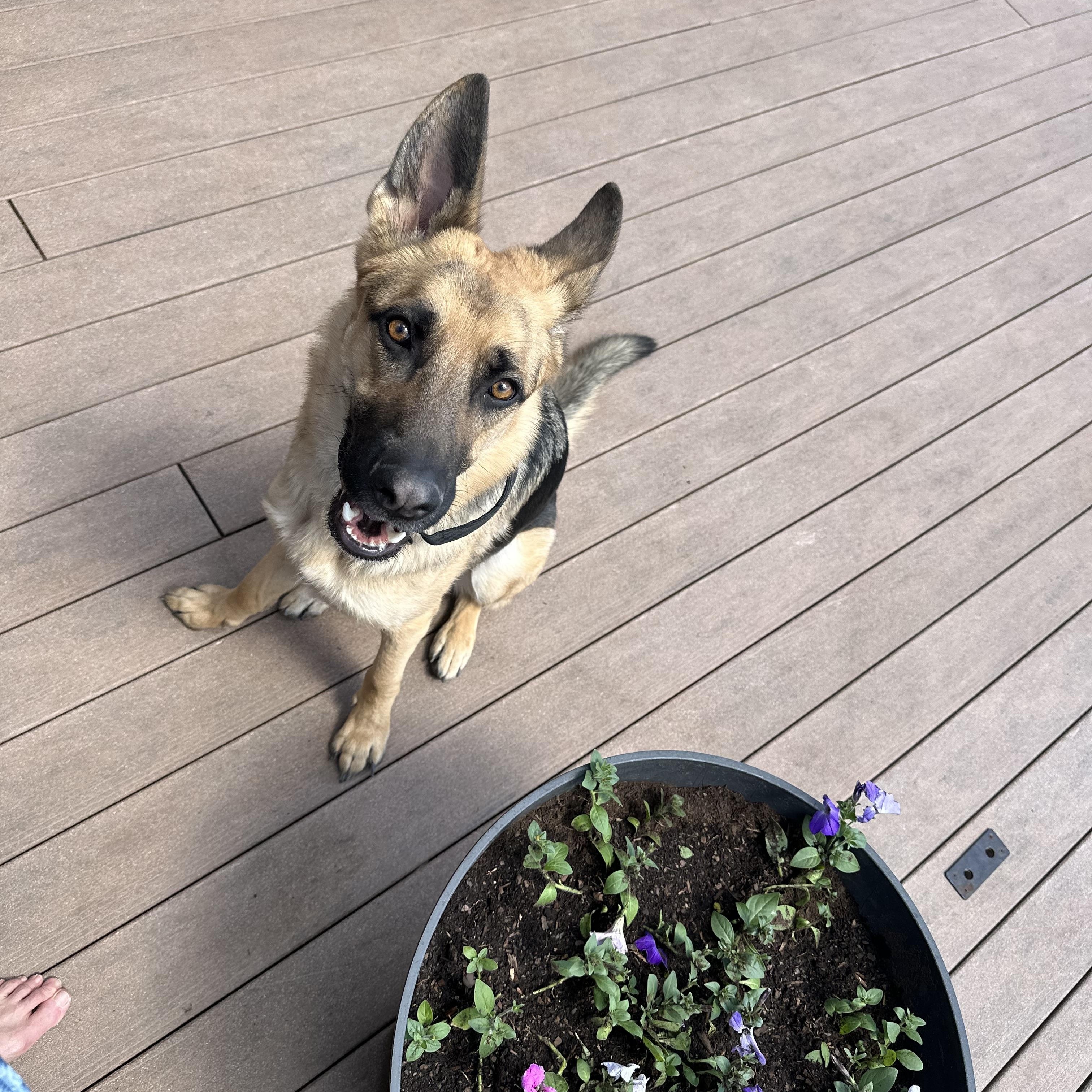 Enlarge Riley, a Adopted German Shepherd Dog in Colorado Springs, CO image 3/5