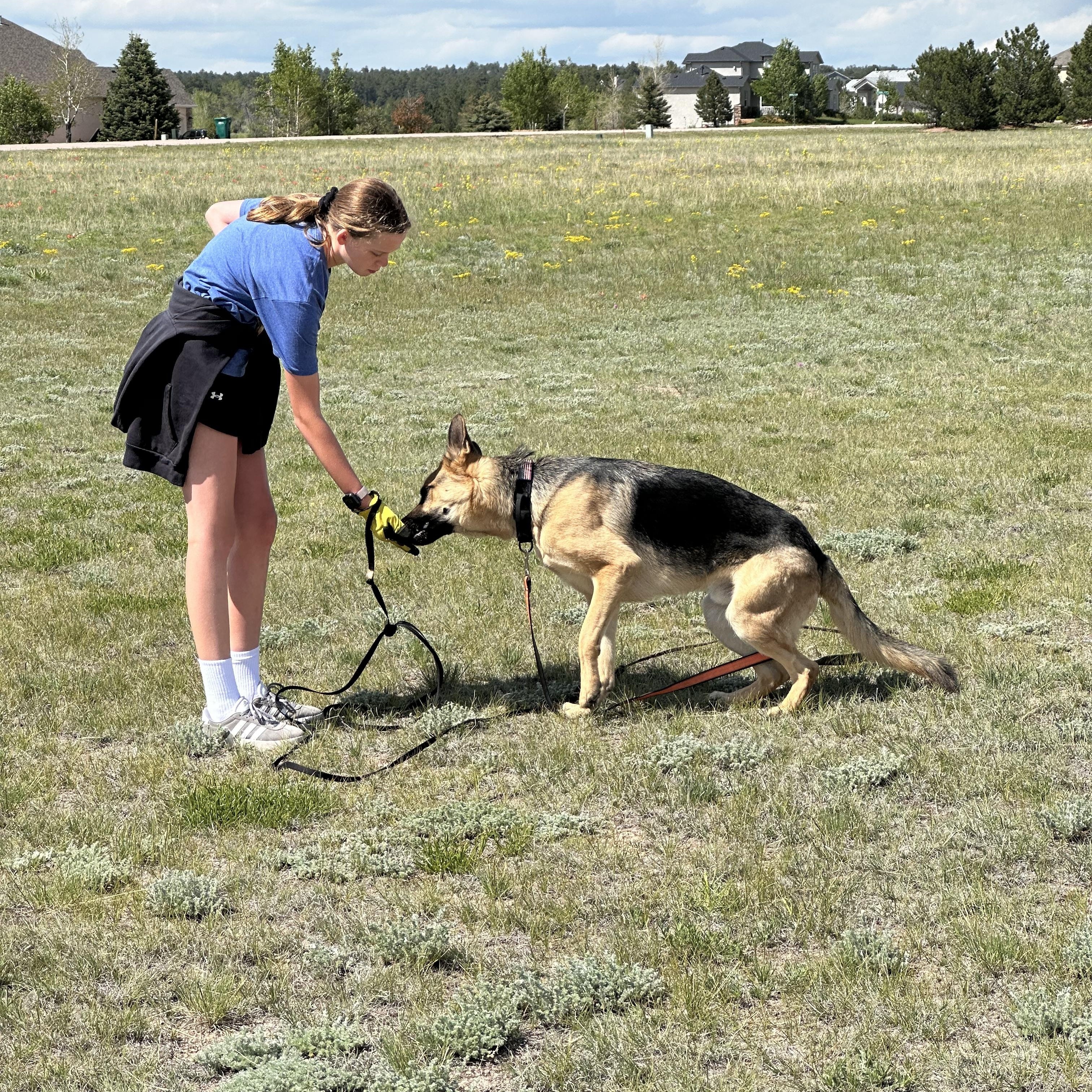 Enlarge Riley, a Adopted German Shepherd Dog in Colorado Springs, CO image 5/5