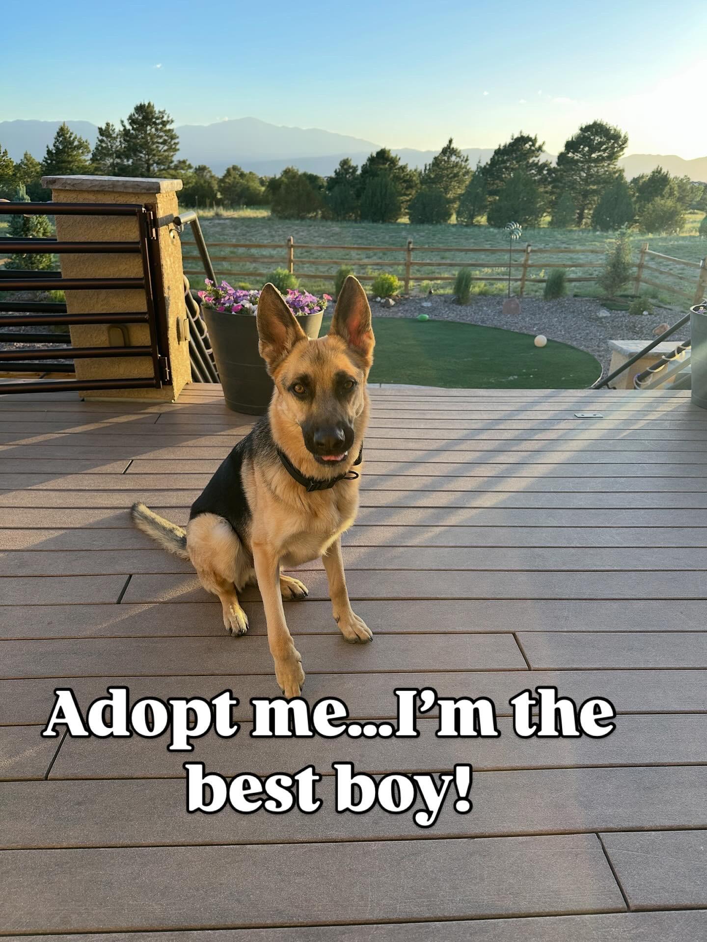Riley, Young Male German Shepherd Dog