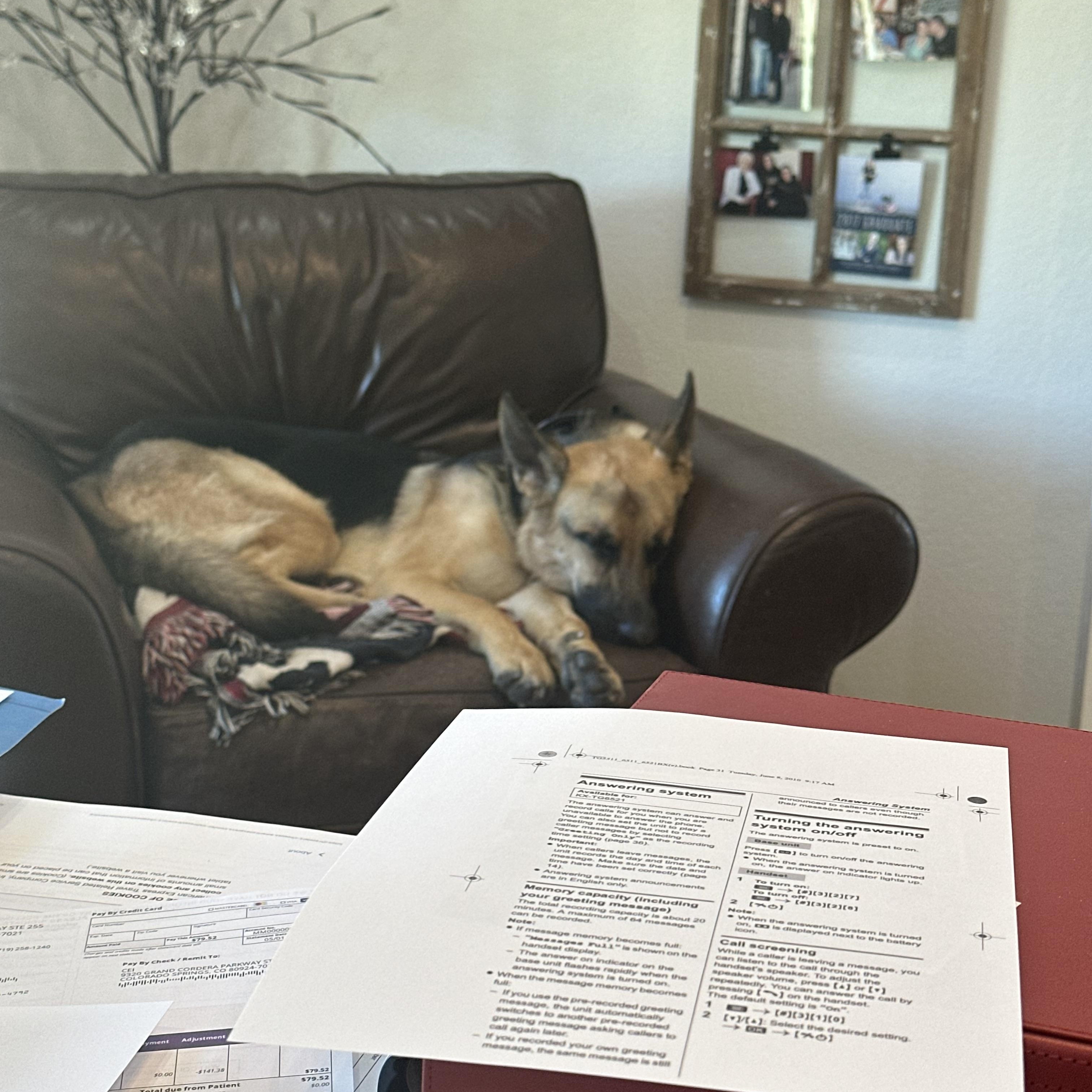 Enlarge Riley, a Adopted German Shepherd Dog in Colorado Springs, CO image 4/5