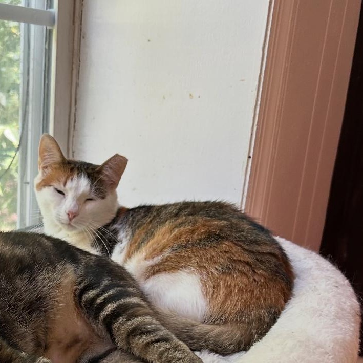 Enlarge Apple, a Adopted mixed breed in Lancaster, SC image 1/1