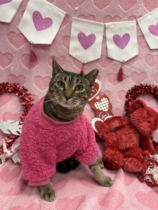 Heidi, Adoptable, Adult Female Domestic Short Hair & Domestic Short Hair.