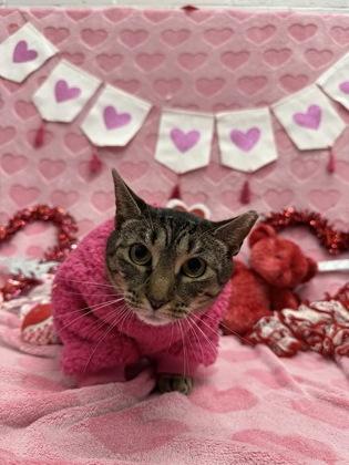 Enlarge Heidi, a Adoptable mixed breed in Manteo, NC image 2/3