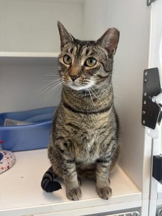 Enlarge Heidi, a Adoptable mixed breed in Manteo, NC image 3/3