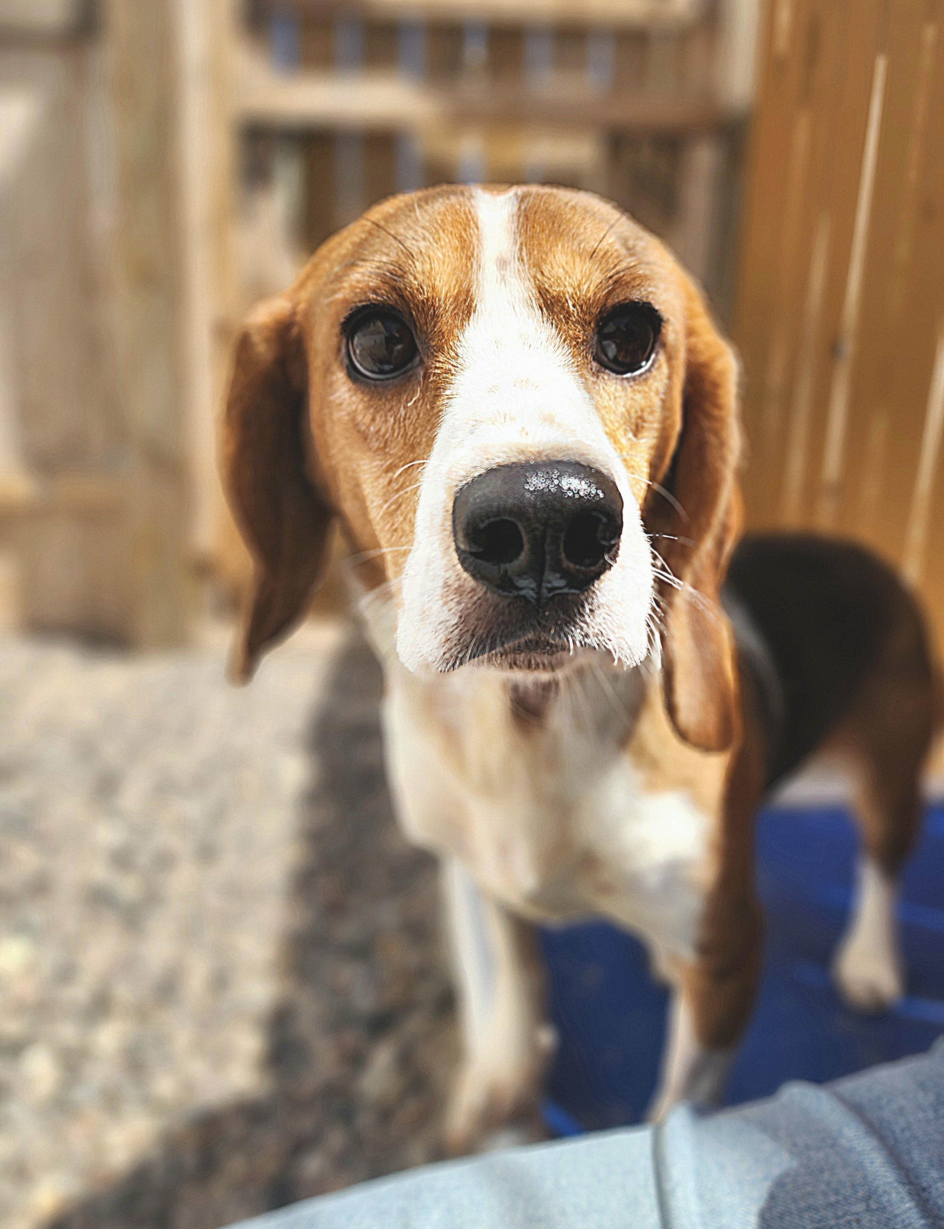 Esther, an adoptable Beagle in Hartville, WY, 82215 | Photo Image 1