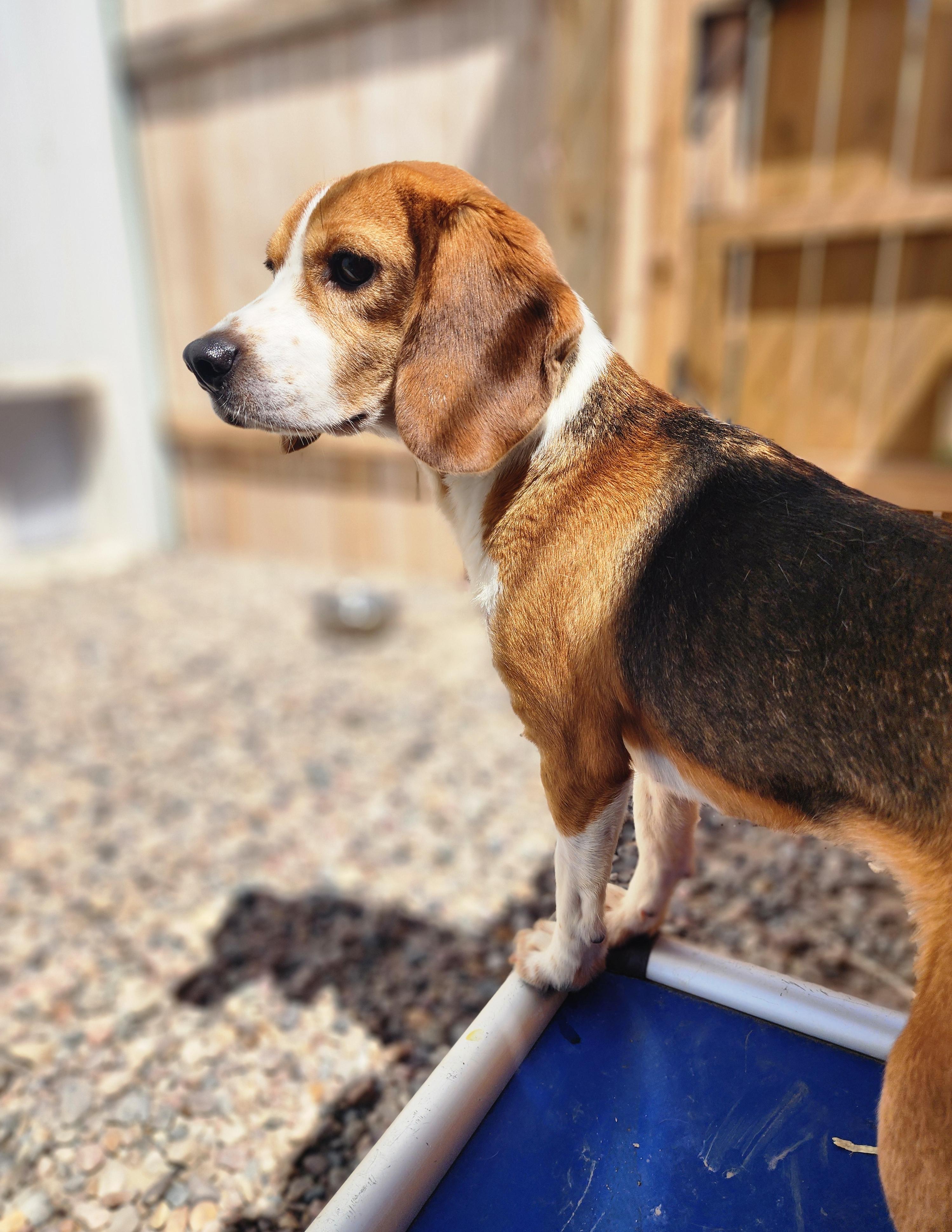 Esther, an adoptable Beagle in Hartville, WY, 82215 | Photo Image 2