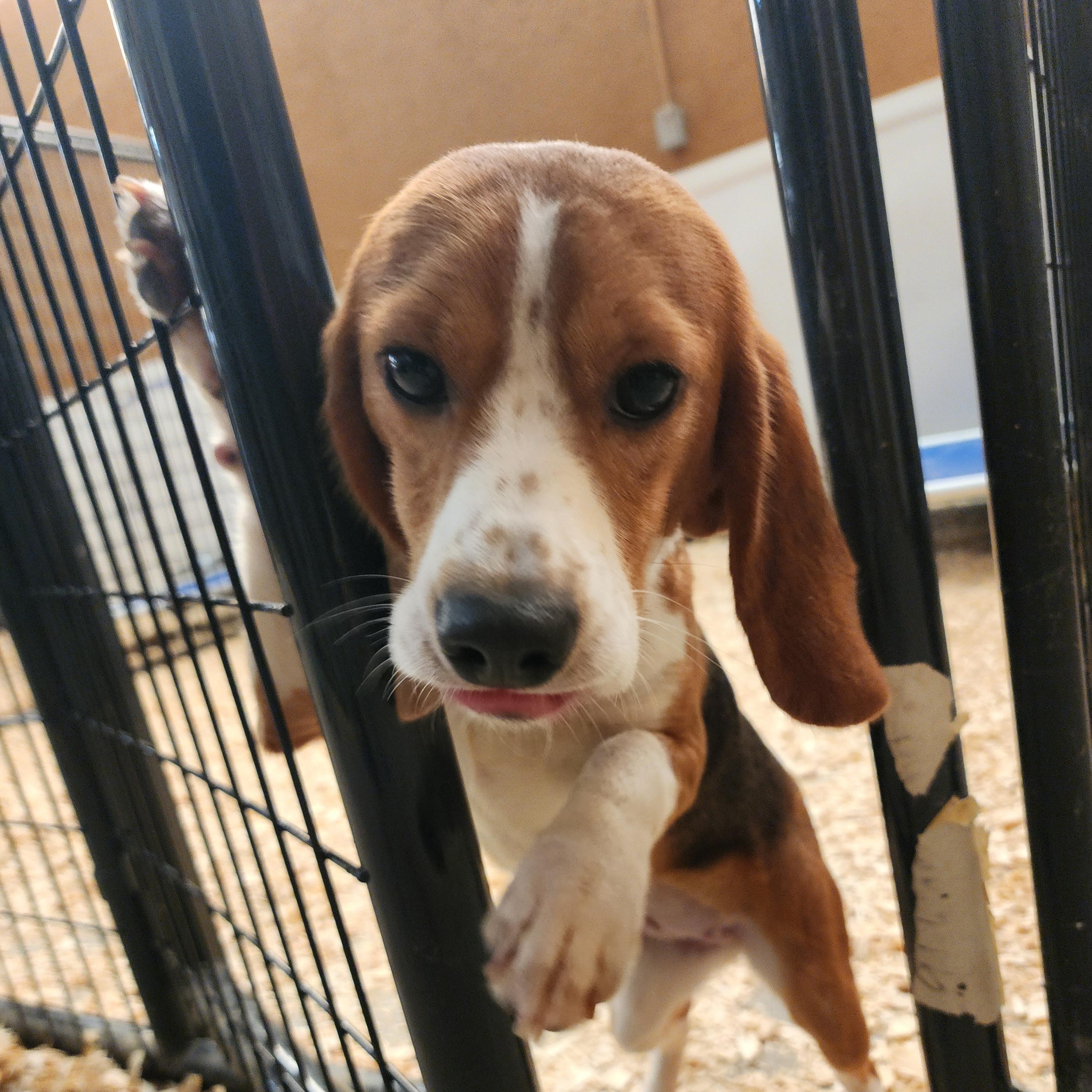 Esther, an adoptable Beagle in Hartville, WY, 82215 | Photo Image 3