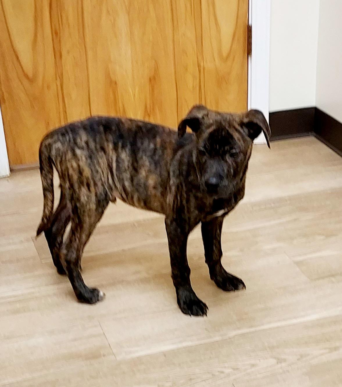 Enlarge Bud Bud pup, a Adopted mixed breed in Ellijay, GA image 2/6