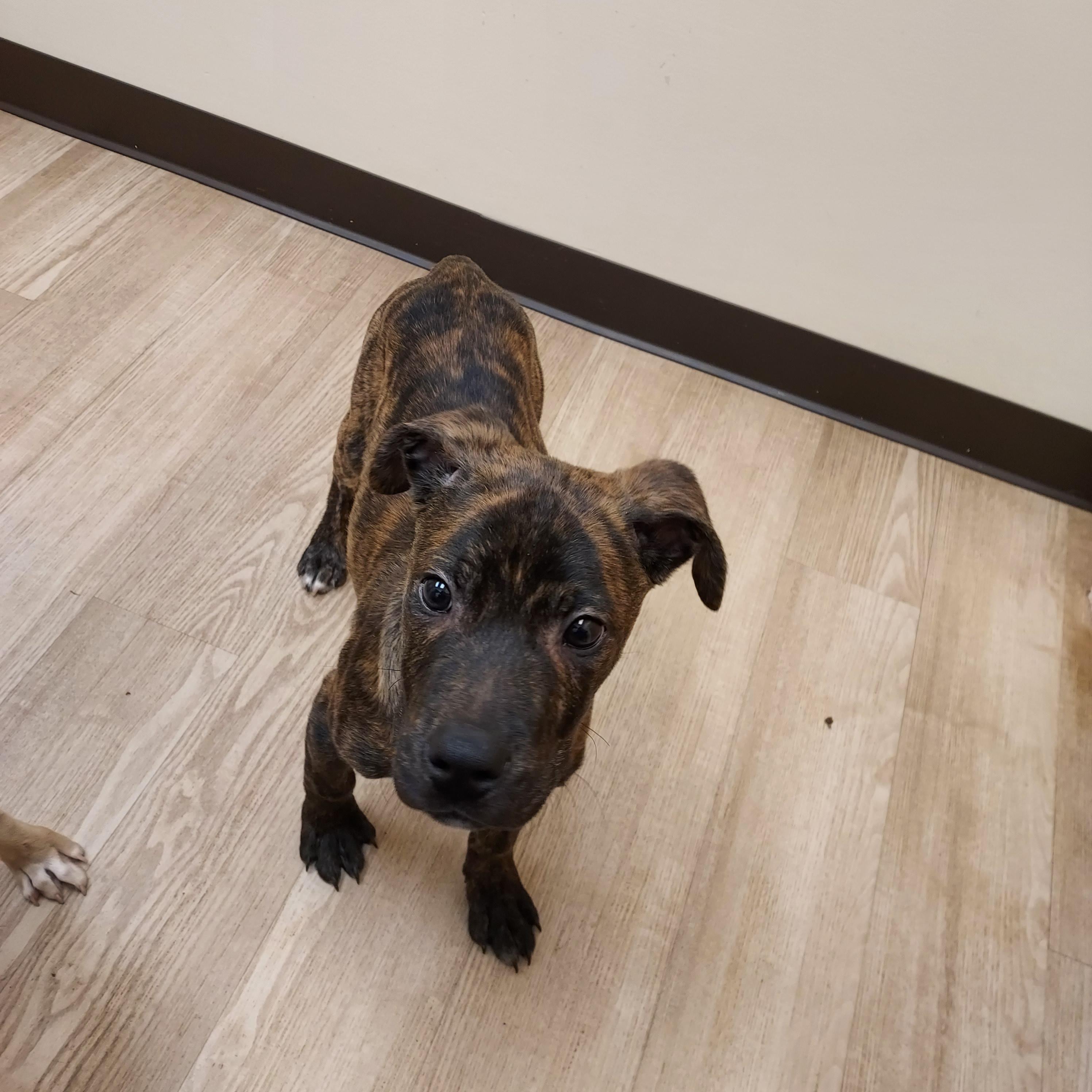 Enlarge Bud Bud pup, a Adopted mixed breed in Ellijay, GA image 3/6
