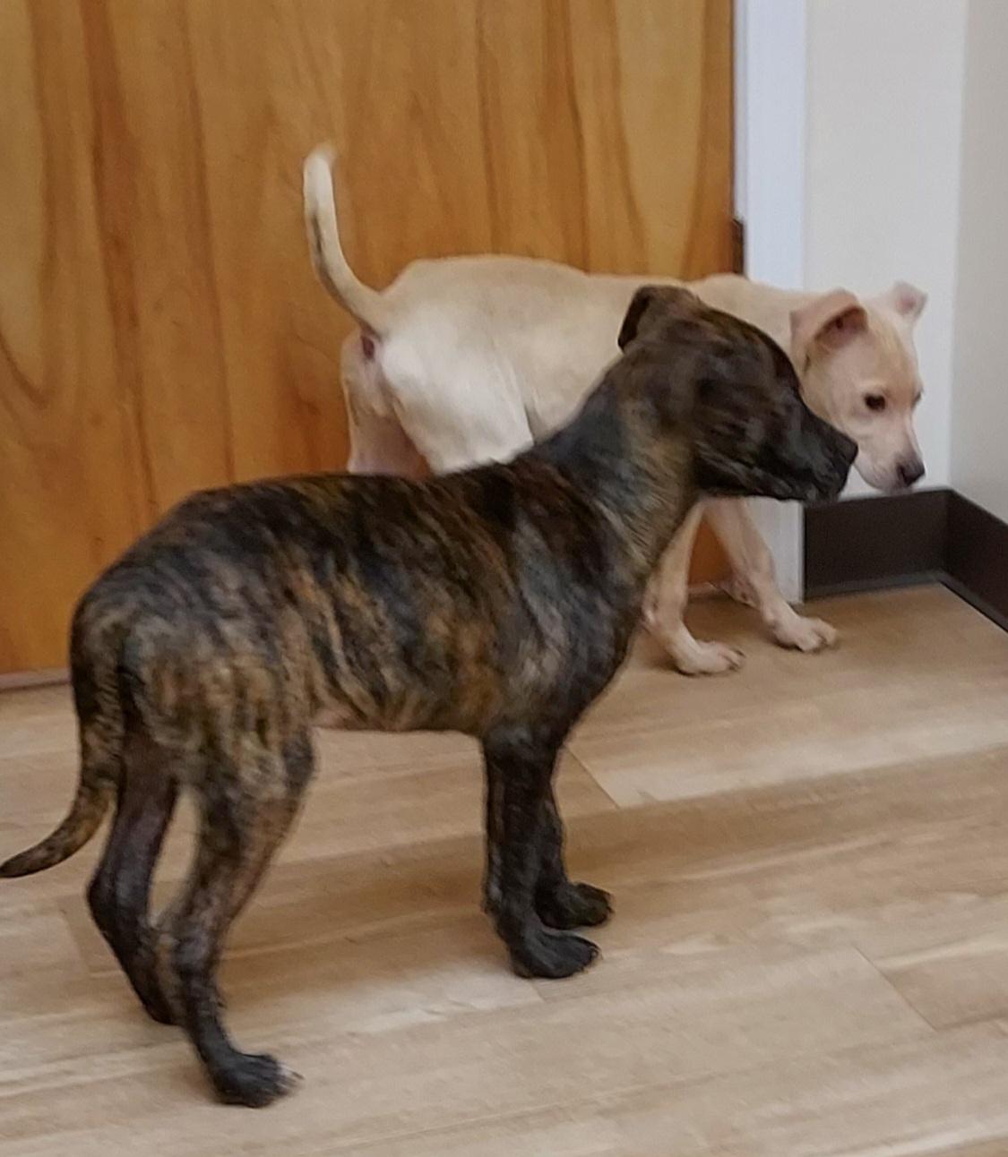 Enlarge Bud Bud pup, a Adopted mixed breed in Ellijay, GA image 5/6