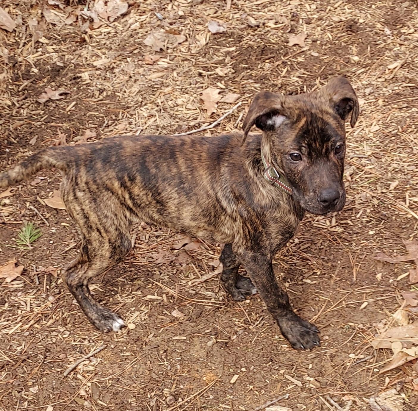 Enlarge Bud Bud pup, a Adopted mixed breed in Ellijay, GA image 6/6