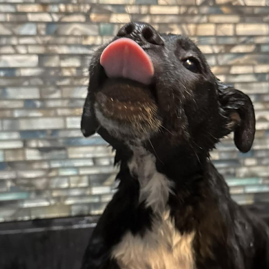 Enlarge Negroni, a Adoptable Mixed Breed in Allyn, WA image 1/6