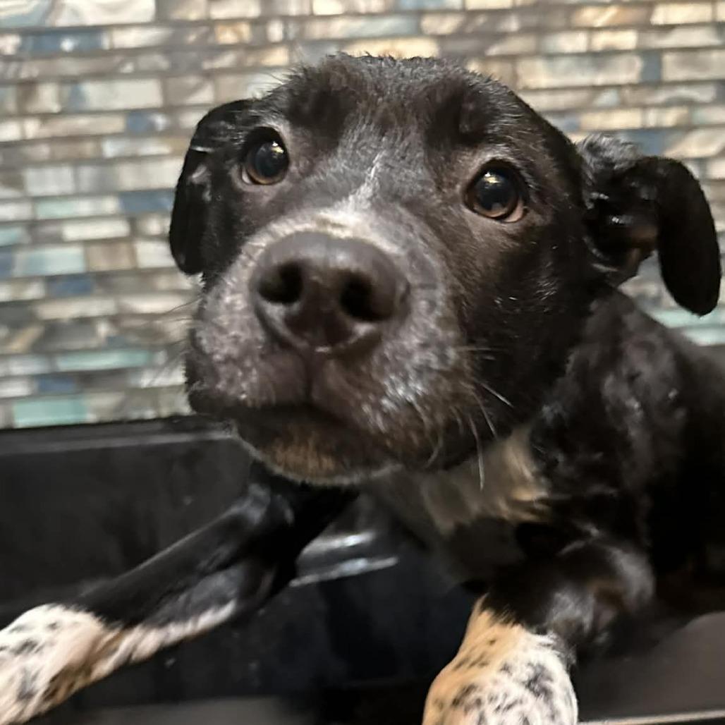 Enlarge Negroni, a Adoptable Mixed Breed in Allyn, WA image 2/6