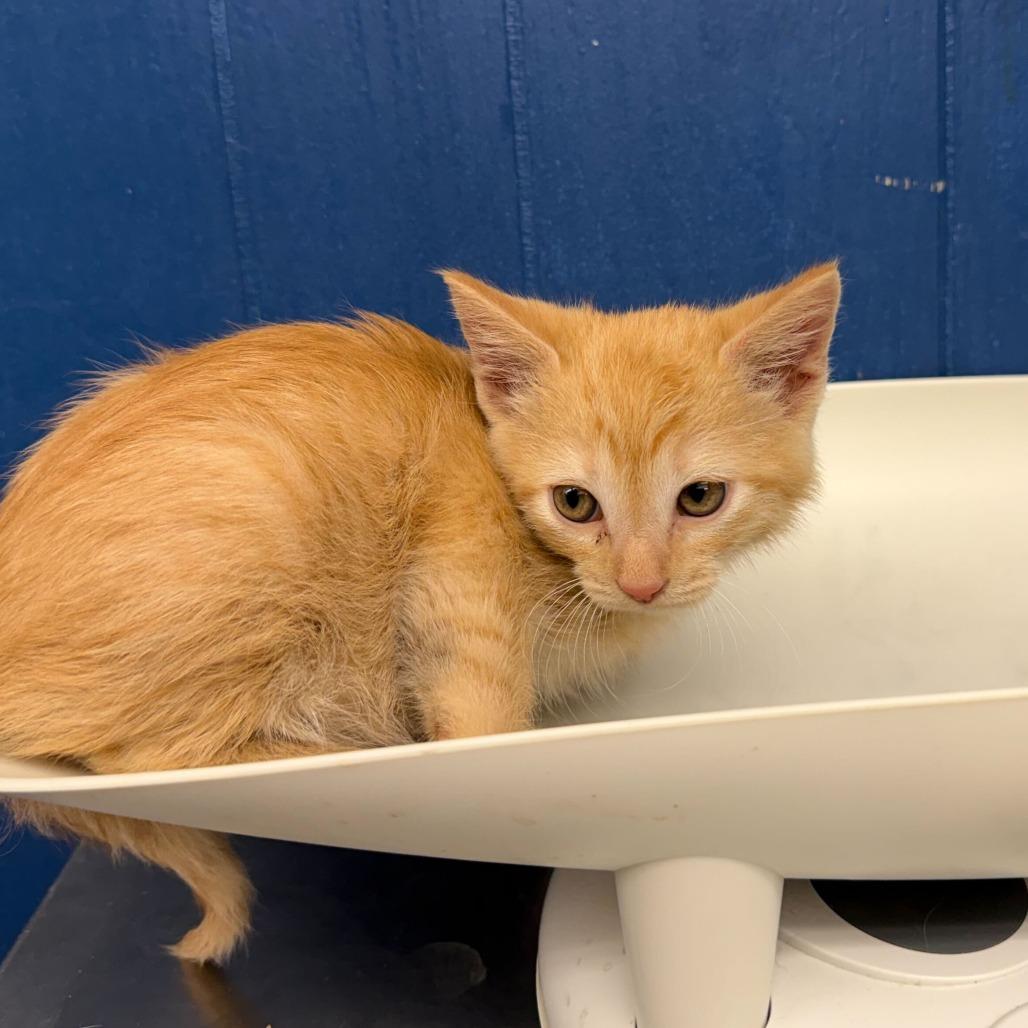 Niffler, Adoptable, Kitten Male Domestic Short Hair.