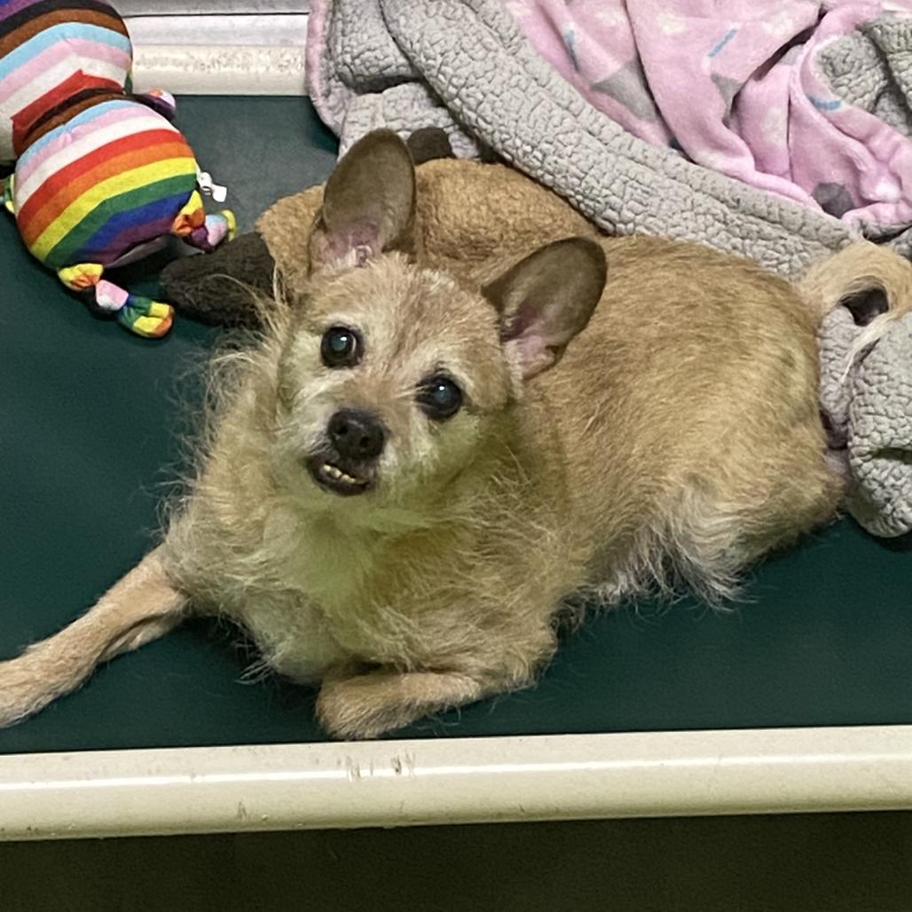 Carl, Adoptable, Senior Male Terrier & Mixed Breed.
