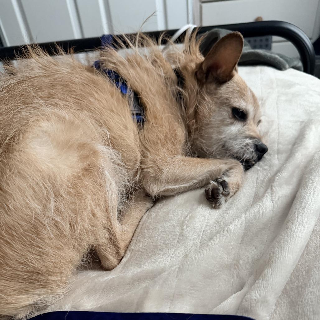 Enlarge Carl, a Adoptable mixed breed in Spokane, WA image 2/3