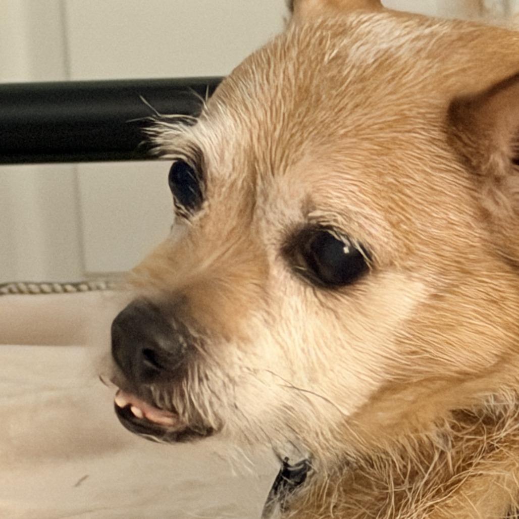 Enlarge Carl, a Adoptable mixed breed in Spokane, WA image 3/3