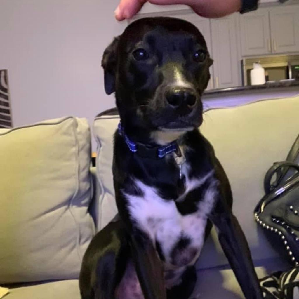 Bullwinkle Londo, Adoptable, Senior Male Labrador Retriever.